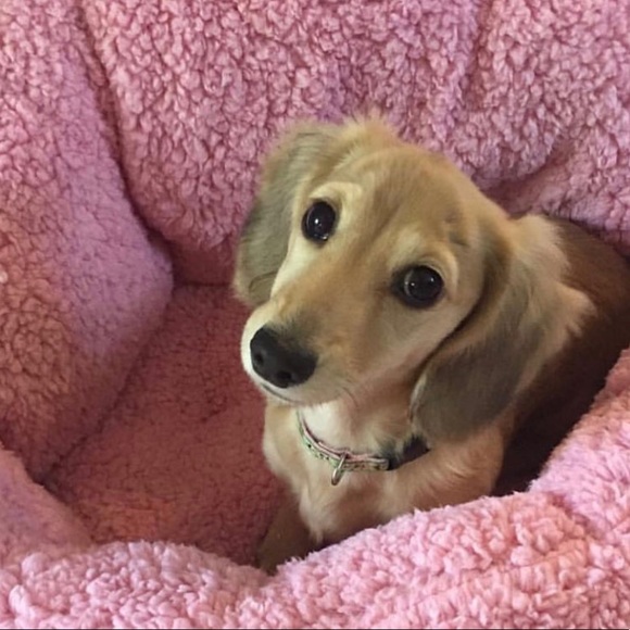 Meet your Dog Mom Posher, Christina - Picture 5 of 8